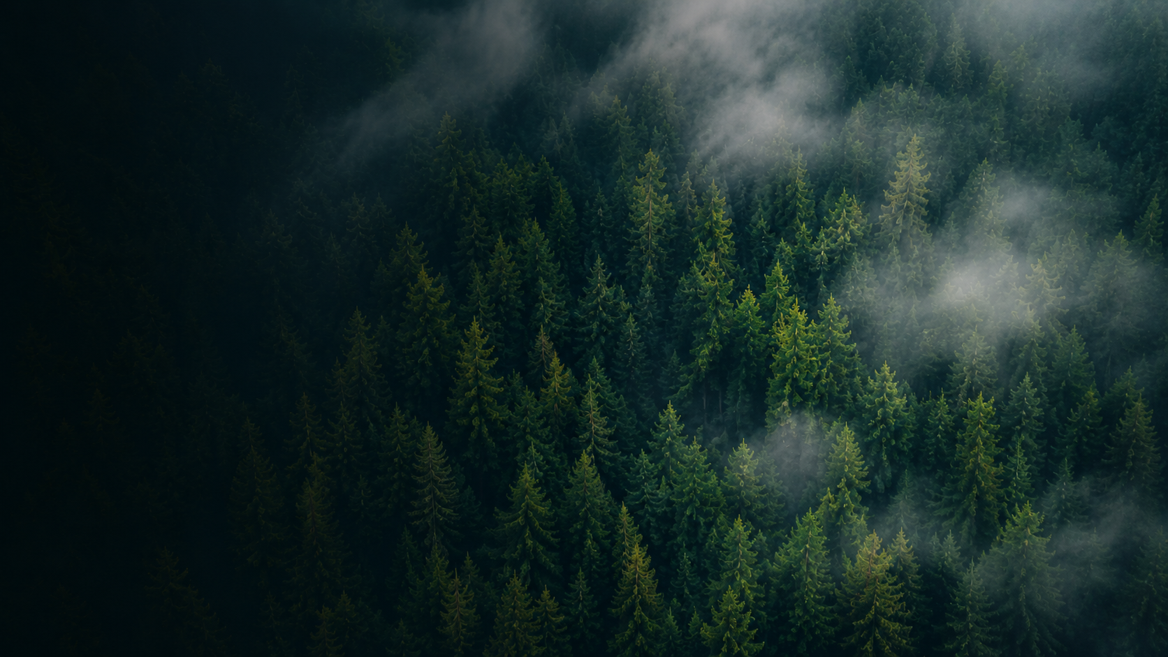 Pine forest