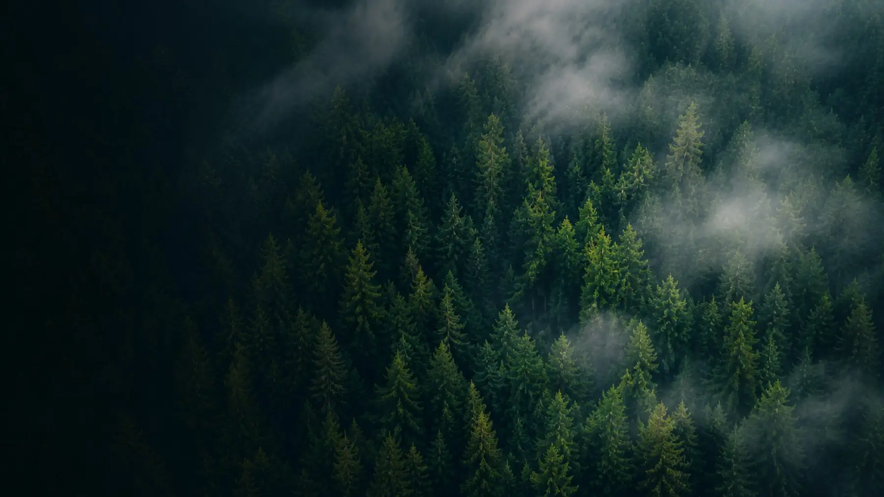 Pine forest in morning fog